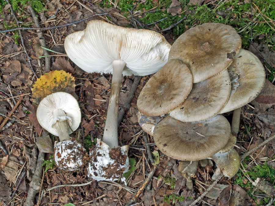 10.08.2012 Schönram Lkrs. Traunstein, Schönramer Filz, Mischwald mit Eiche