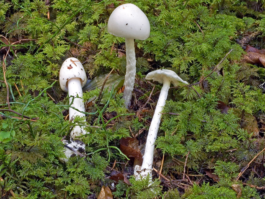 30.08.2009 zwischen Sablatnigmoor und Proboj, Oberkärnten, Fichten
