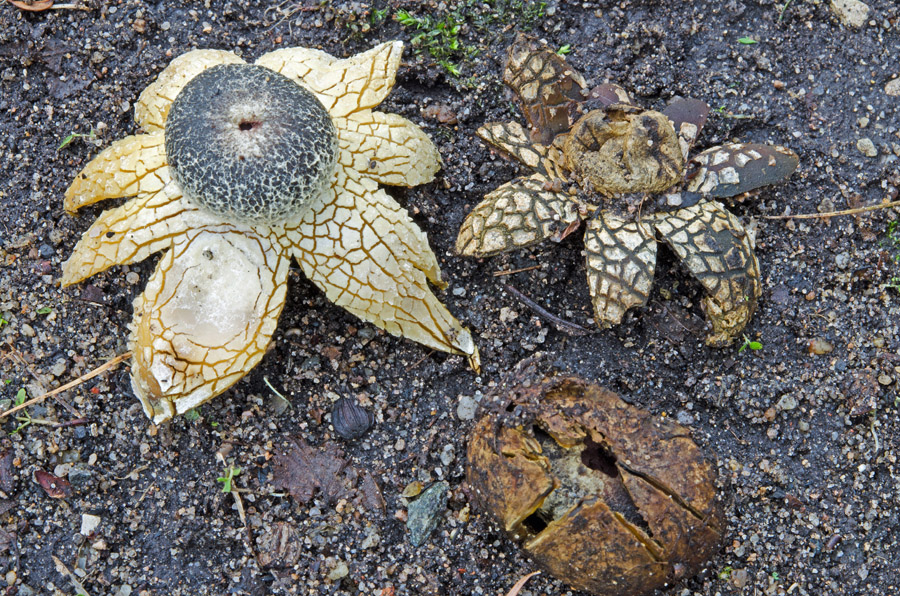 15.12.2014 Nürnberg, Südfriedhof