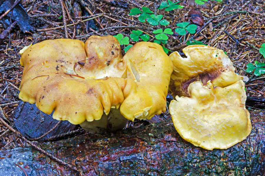 03.09.2014 Kobernausser Wald zw. Schalchen und Maria Schmolln (Oberösterreich), Nadelwald