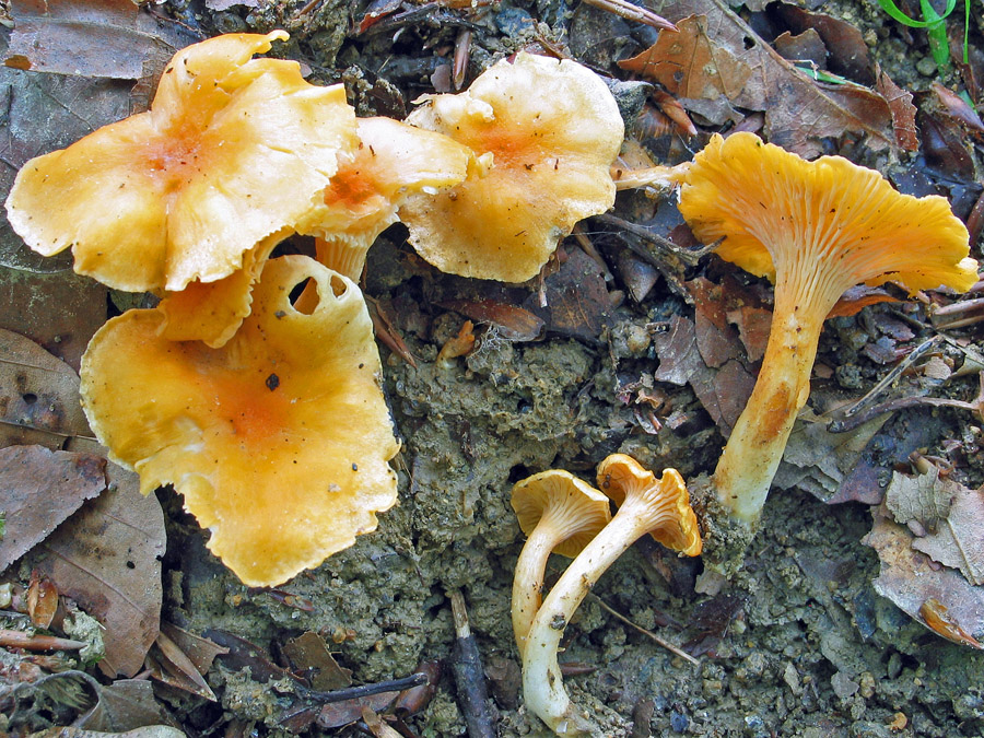 14.07.2006 Passau, Neuburger Wald am Inn, oberhalb des Innradweges, Wegböschung, Mischwald