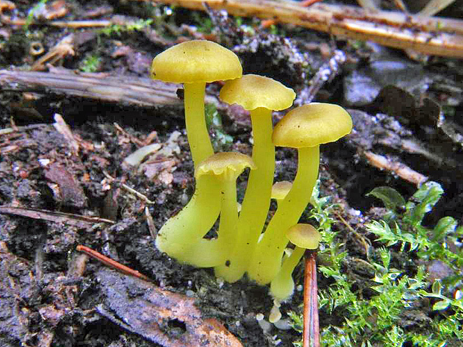 20.10.2012 Holzöster See (Oberösterreich)
