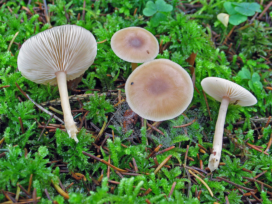 29.11.2006 Laufen Ldkr. Berchtesgadner Land, "Heiderundweg", Mischwald, Moos