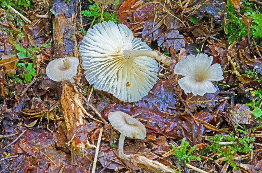 01.08.2014 Traunstein, Bürgerwald