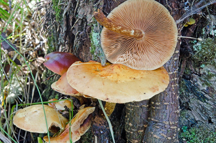 19.10.2013 Simssee bei Rosenheim, Naturschutzgebiet am Südufer, Erle