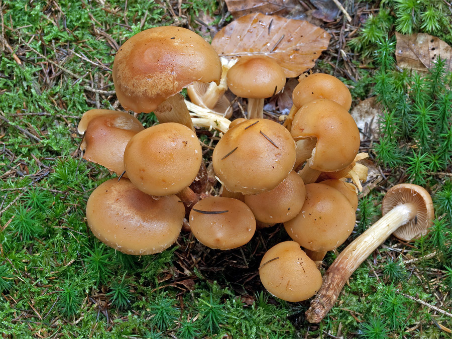 23.10.2010 Flossinger Forst bei Mühldor