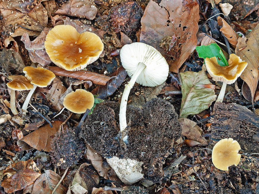 24.06.2011 Hintermehring, Laubwald, Waldrand, vermodertes Buchenholz