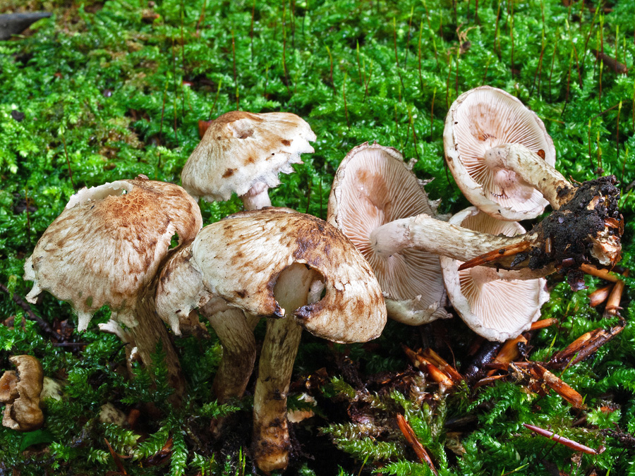 03.09.2012 Neuenburger Wald bei Passau, liegender, vermoderter Rotbuchenstamm