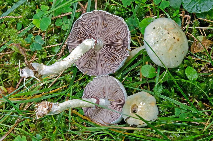 18.09.2013 Innichen/Südtirol, Abstieg vom Haunold, ziemlich im Tal, Fichten