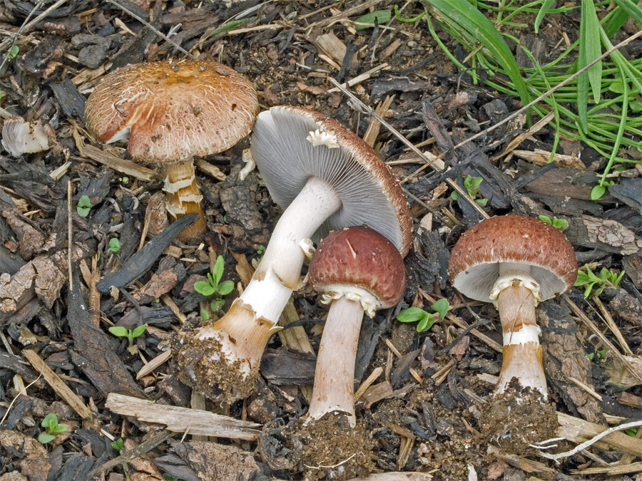 18.05.2009 Gunzenhausen Lkrs. Weißenburg, gemulchte Straßenhecke