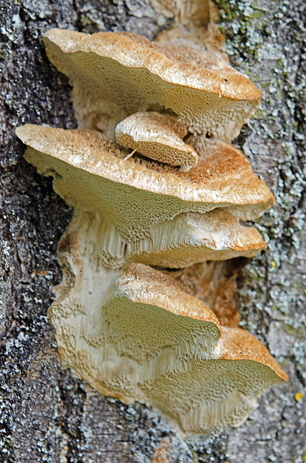 20.08.2014 Waldkraiburg Lkrs. Mühldorf, Grünanlage
